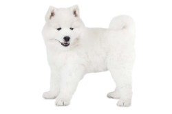 MSD018 donzig wit hondje_414233548